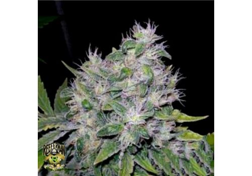 Reeferman Seeds Williams Wonder