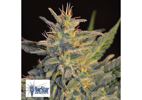 NorStar Genetics Seeds Goo-Che