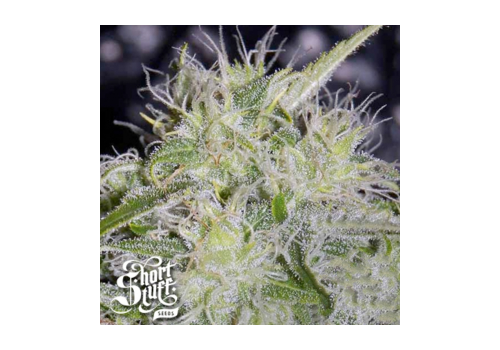 Short Stuff Seeds AUTO Yeti