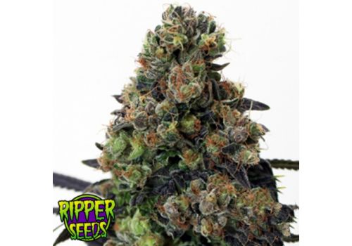 Ripper Seeds Acid Dough