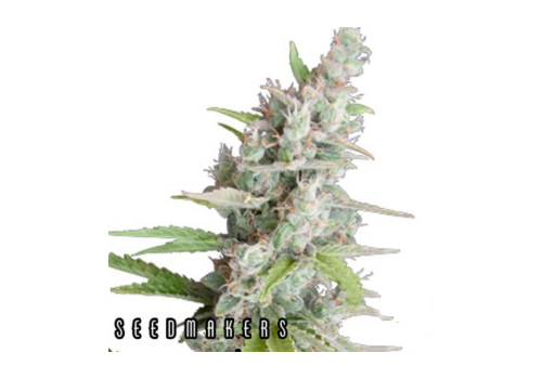 Seedmakers Seeds Akauto Autoflowering