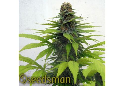 Seedsman Seeds Candy Cream