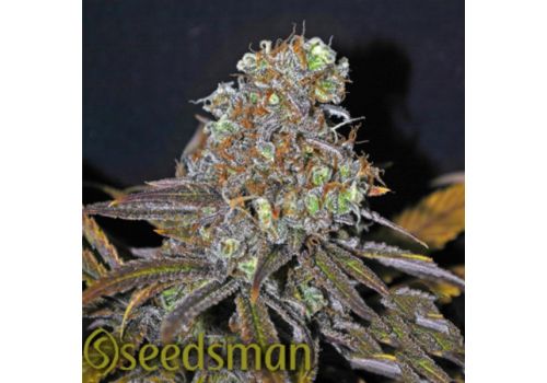 Seedsman Seeds Critical Mass CBD