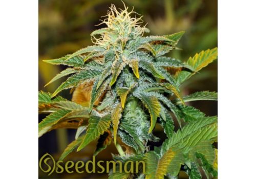 Seedsman Seeds Girl Scout Crack