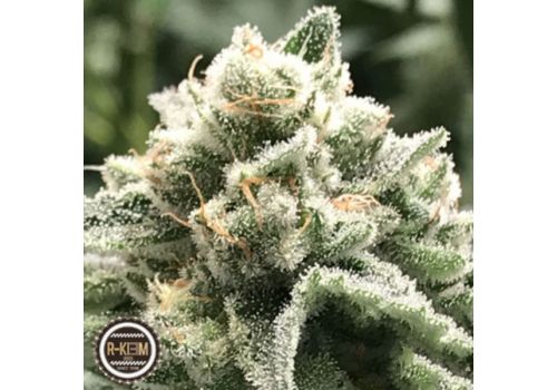 R-Kiem Seeds Sublimator