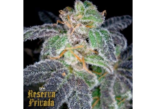 Reserva Privada PURPLE OG #18