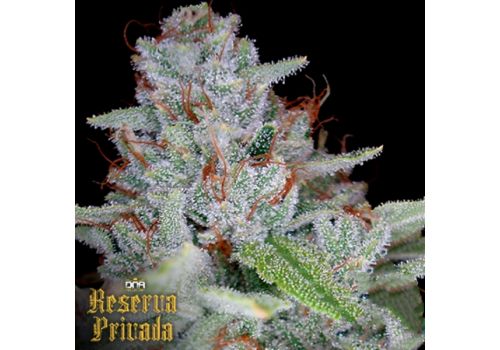 Reserva Privada Skywalker Kush
