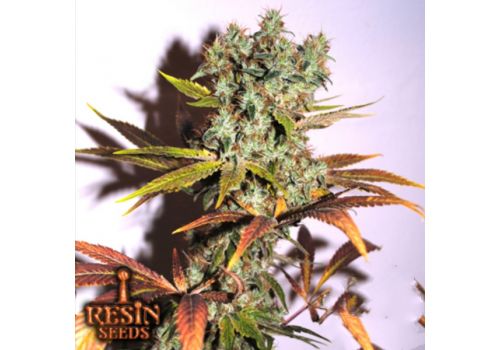 Resin Seeds Hammershark