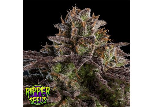 Ripper Seeds Kmintz