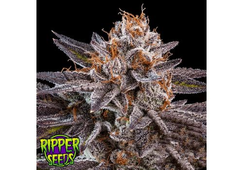 Ripper Seeds OMG