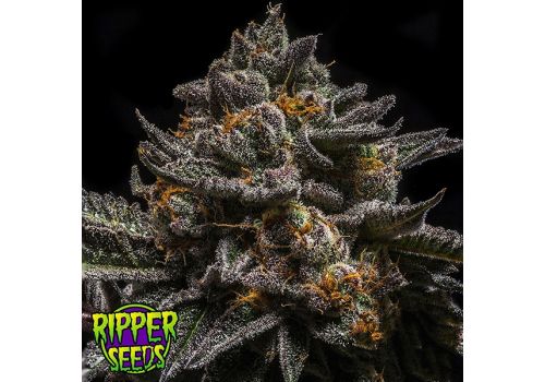Ripper Seeds Brain Cake