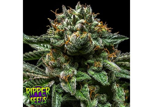 Ripper Seeds Chempie