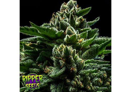 Ripper Seeds DO-G