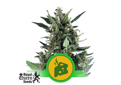 Royal Queen Seeds Blue Cheese AUTO