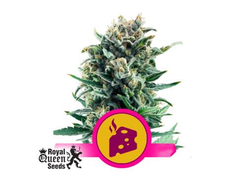 Royal Queen Seeds Blue Cheese