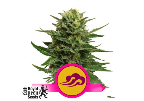 Royal Queen Seeds Blue Mystic