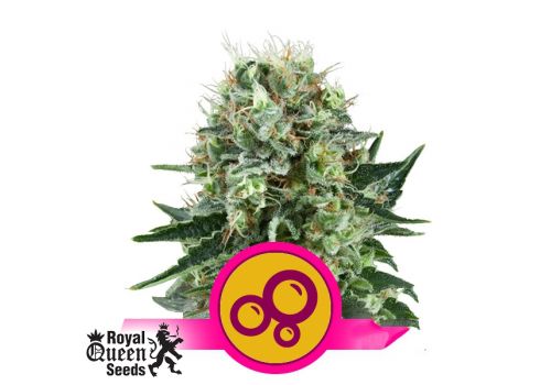 Royal Queen Seeds Bubble Kush