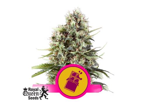 Royal Queen Seeds Chocolate Haze