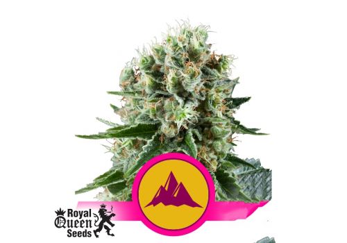 Royal Queen Seeds Critical Kush