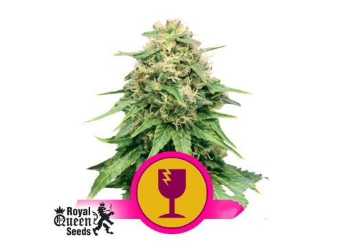 Royal Queen Seeds Critical