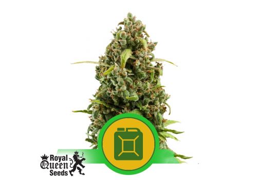 Royal Queen Seeds Diesel Automatic