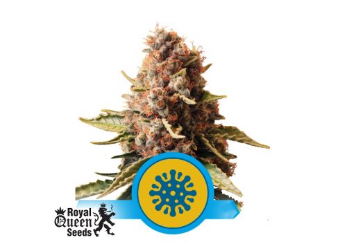 Royal Queen Seeds Euphoria CBD