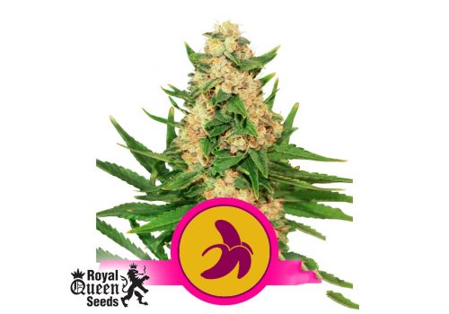 Royal Queen Seeds Fat Banana