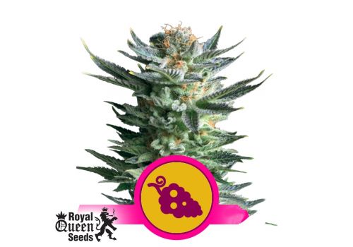 Royal Queen Seeds Fruit Spirit
