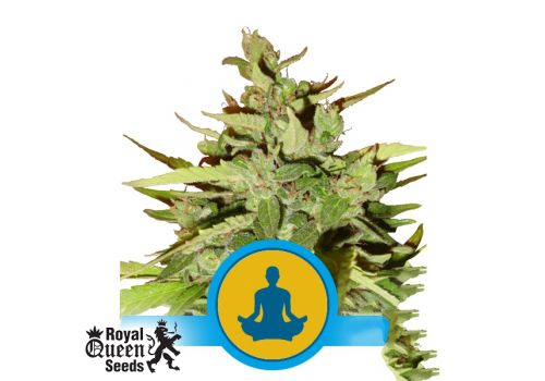 Royal Queen Seeds Stress Killer Auto CBD