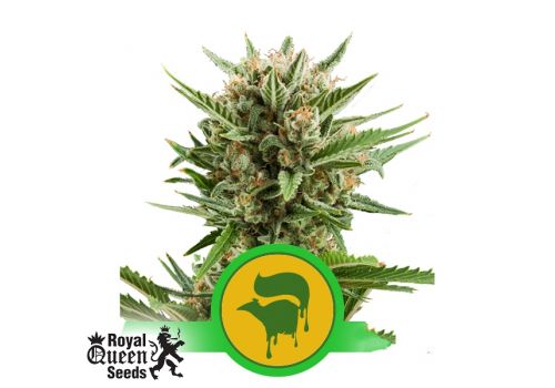 Royal Queen Seeds Sweet Skunk Automatic