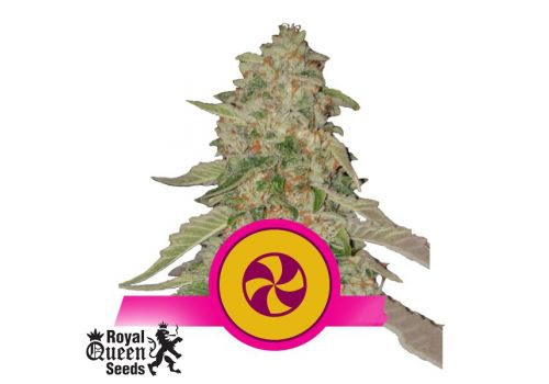 Royal Queen Seeds Sweet ZZ aka Sweet Zkittlez