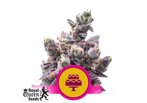 Royal Queen Seeds Wedding Gelato