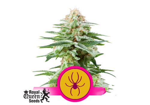 Royal Queen Seeds White Widow