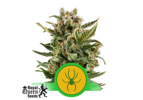 Royal Queen Seeds White Widow Automatic
