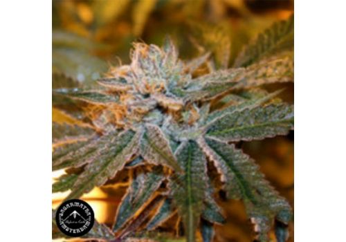 Sagarmatha Seeds Boulder Bubblegum