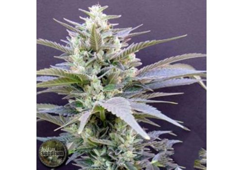 Seedism Seeds AK Cheese Cake