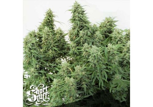 Short Stuff Seeds AUTO Stardawg
