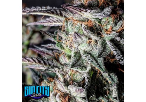 SinCity Seeds UFO Cookies