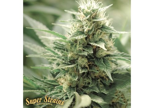Super Strains Seeds Agartha CBD