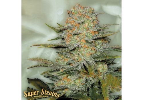 Super Strains Seeds Amajikoym