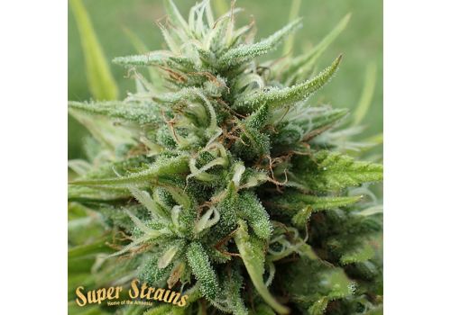 Super Strains Seeds Cookies Krush