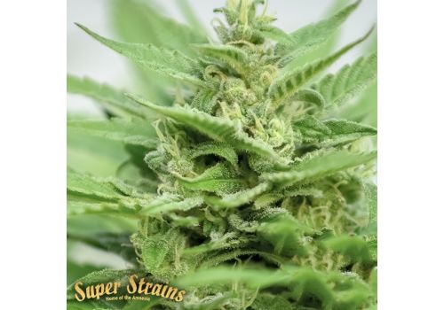 Super Strains Seeds DFA Autoflowering