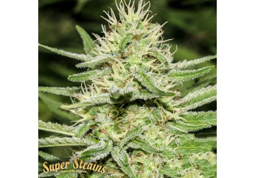 Super Strains Seeds Enemys Dream