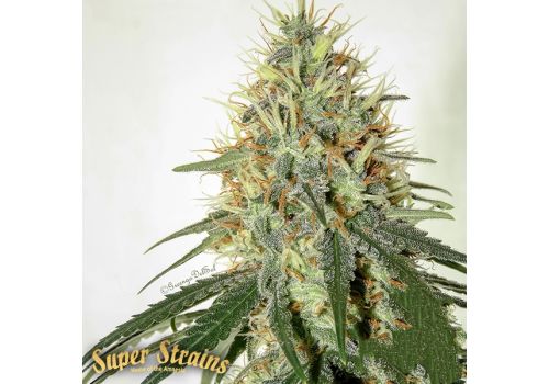 Super Strains Seeds Enemy of the State
