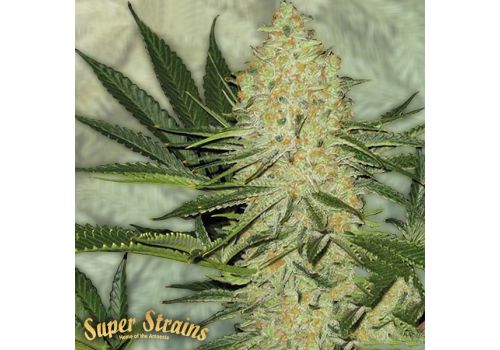 Super Strains Seeds El Cucaracha