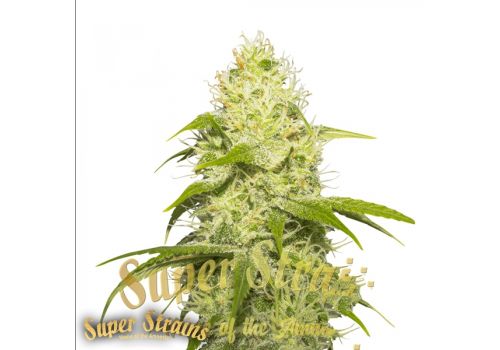 Super Strains Seeds La Jefa