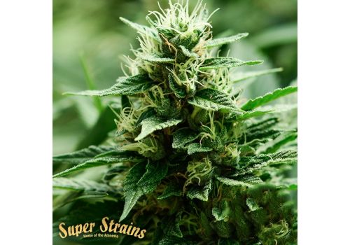 Super Strains Seeds Mexican Candy
