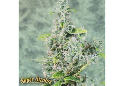 Super Strains Seeds Next of Kin