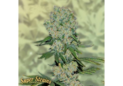 Super Strains Seeds Original Amnesia