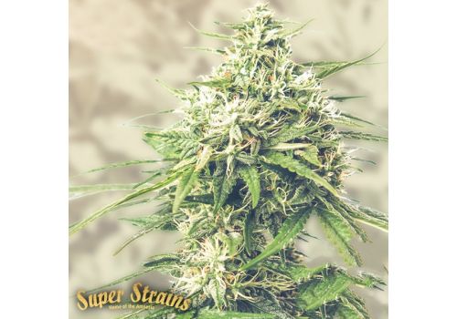 Super Strains Seeds Saga CBD